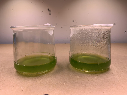 Use of ultrashort-pulsed lasers to excite fluorescence of chlorophyll in plants as an optical biosensor for nuclear activity